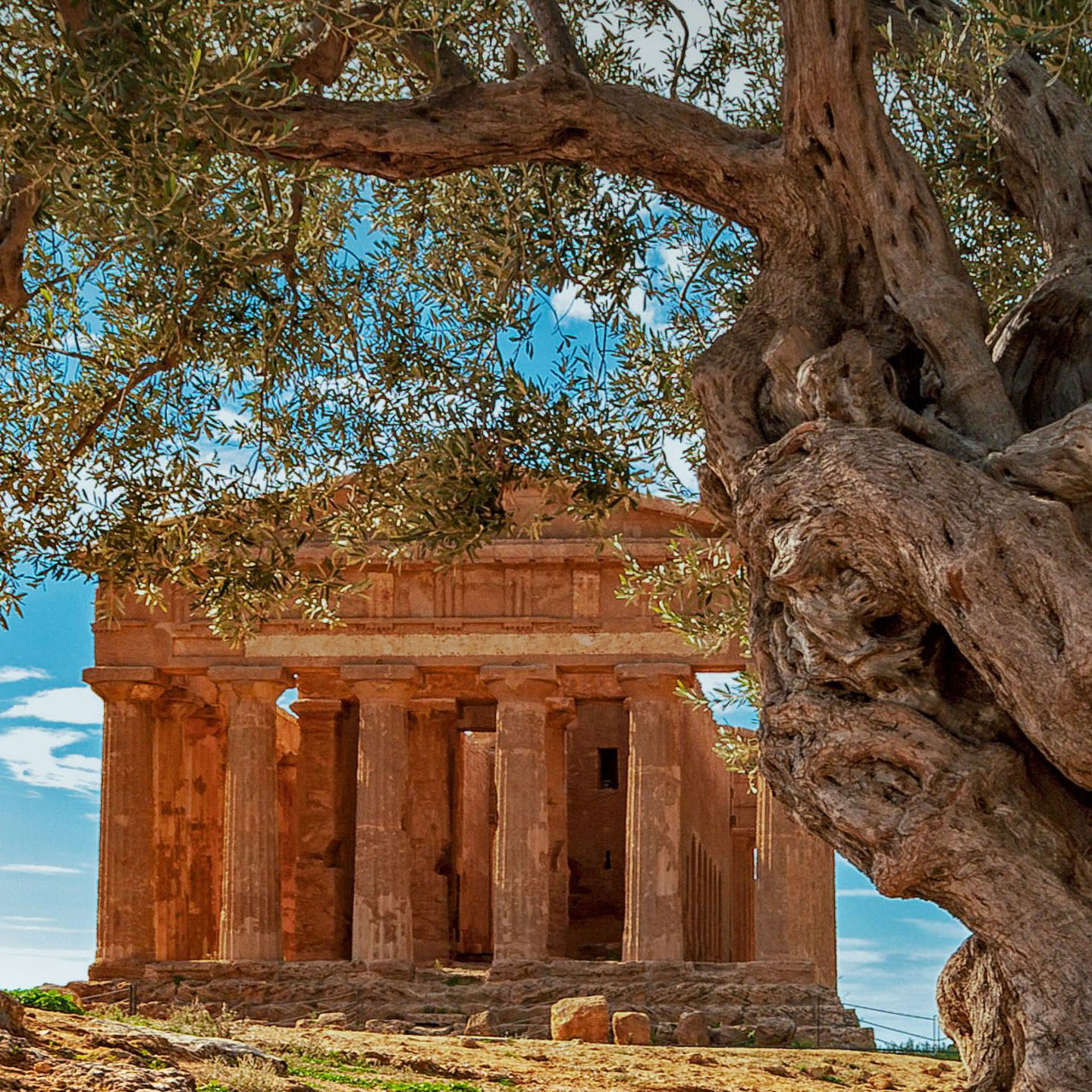 olive-tree-history-patima-olive-oil