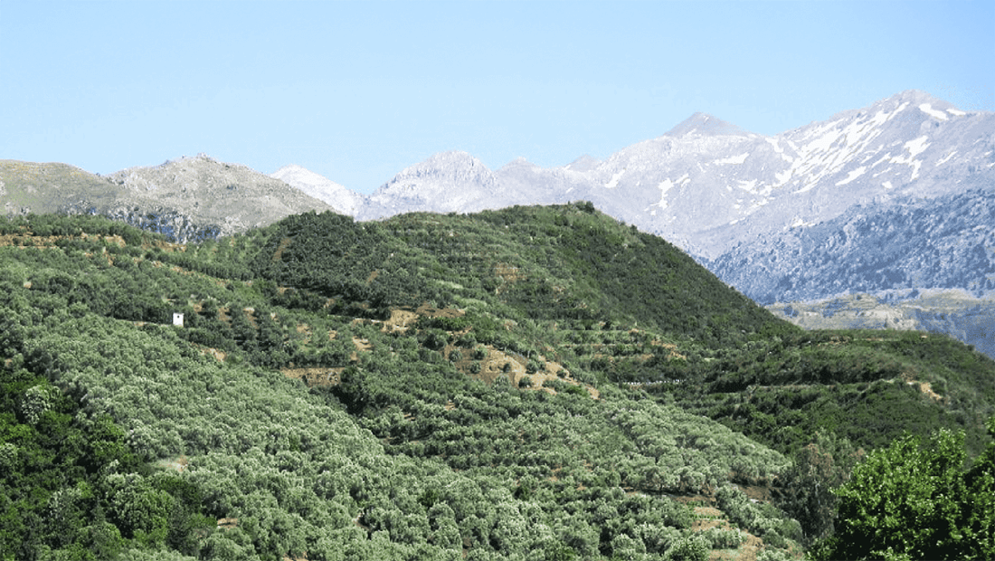 Cretan Patima Olive Oil