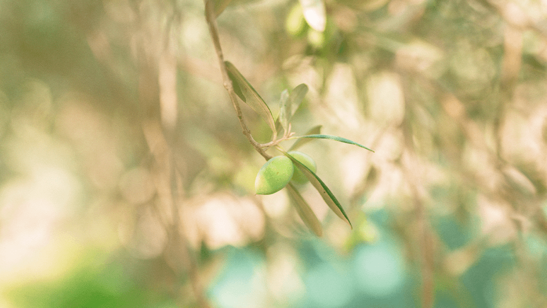 Olive tree 2