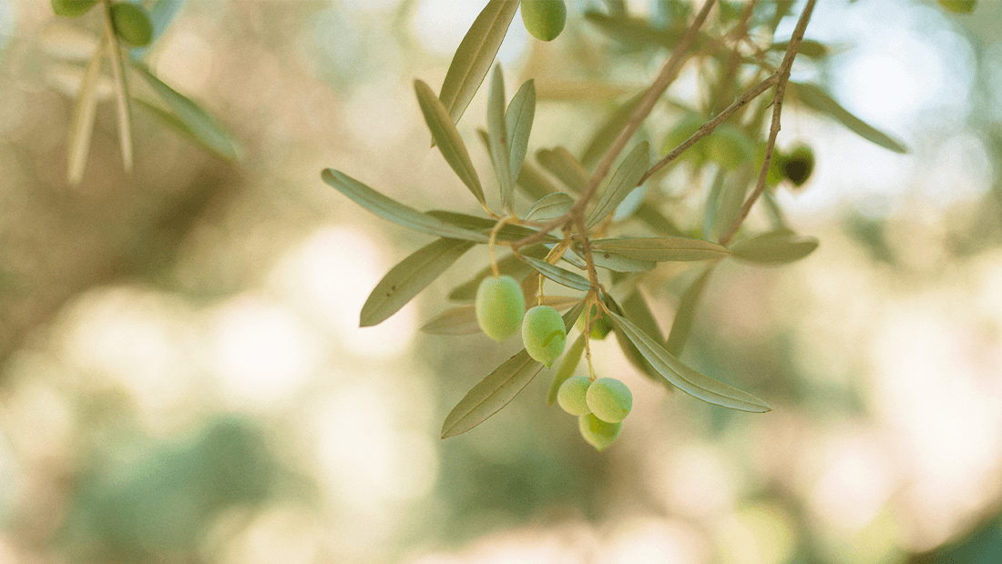 Olive tree 3