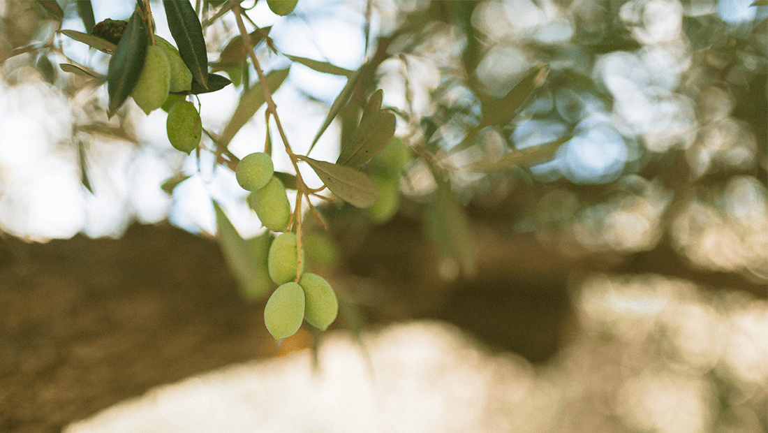 Olive tree 4