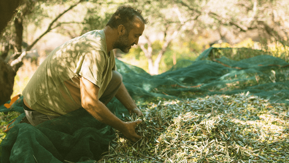 Patima Olive Oil Production Aleksakis family (4)