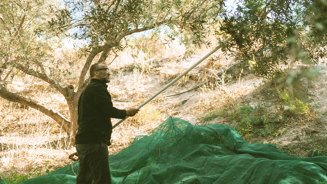 Patima Olive Oil Production Aleksakis family (6)